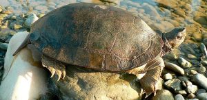 Tipos de tortugas