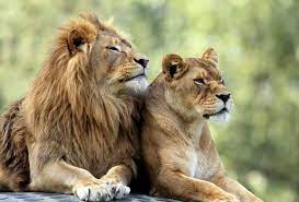 ¿Qué significa soñar con leones que te atacan?