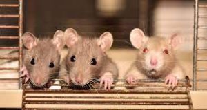 ¿Qué significa soñar con ratones pequeños?