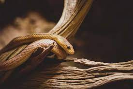 ¿Qué significa soñar con muchas serpientes grandes y pequeñas?