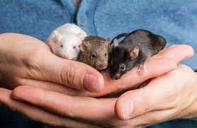¿Qué significa soñar con ratones chiquitos?