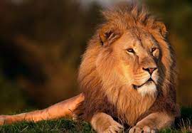 ¿Qué significa soñar con un leon que te persigue?